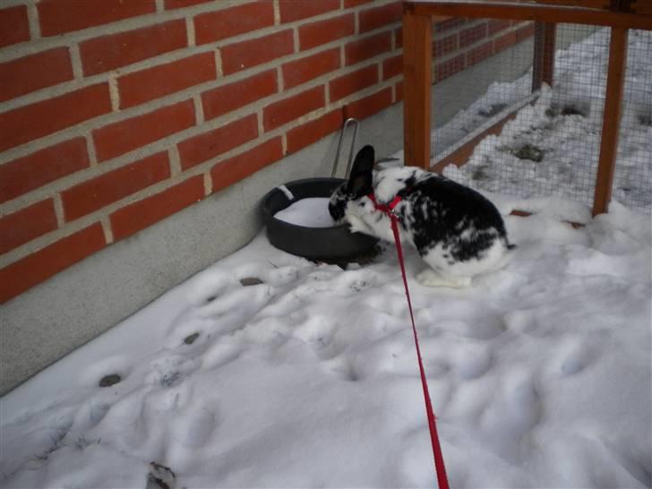 Kanin Snuske my soulmate<33 - i kurv billede 16