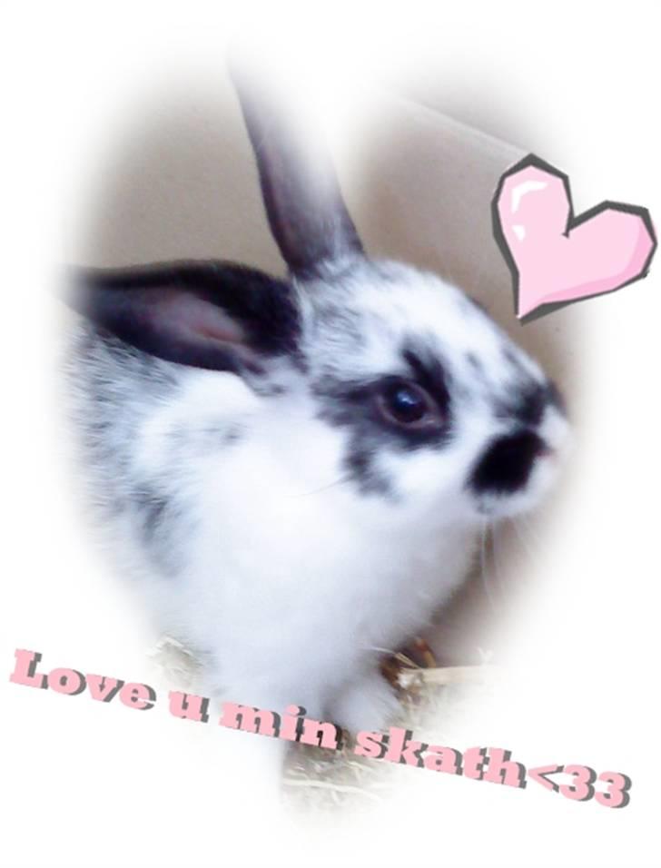 Kanin Snuske my soulmate<33 - Tak for besøget. Gerne kommentar og bedømmelse<33! billede 17