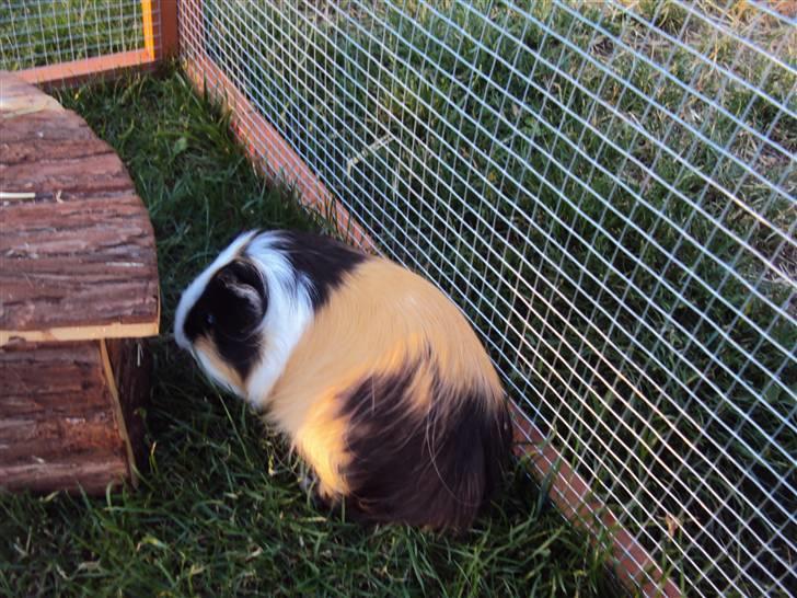 Marsvin Freja billede 6