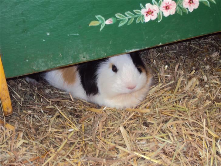 Marsvin Freja billede 7