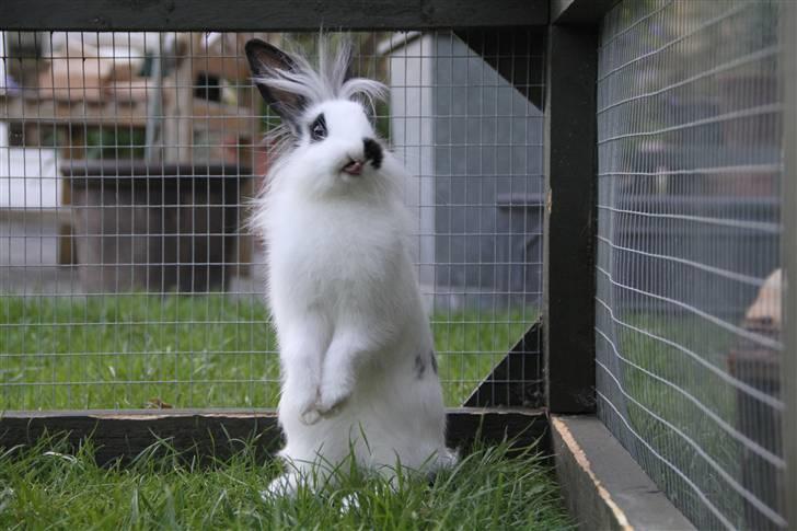 Kanin Jokers Malibue billede 13