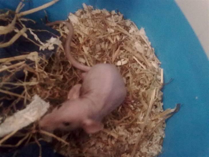 Tamrotte Chuck AKA Batman RIP basse billede 1