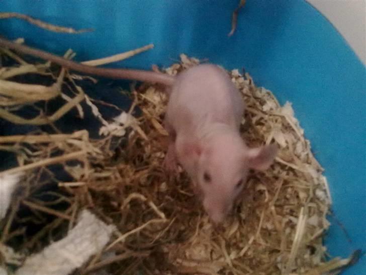 Tamrotte Chuck AKA Batman RIP basse billede 2