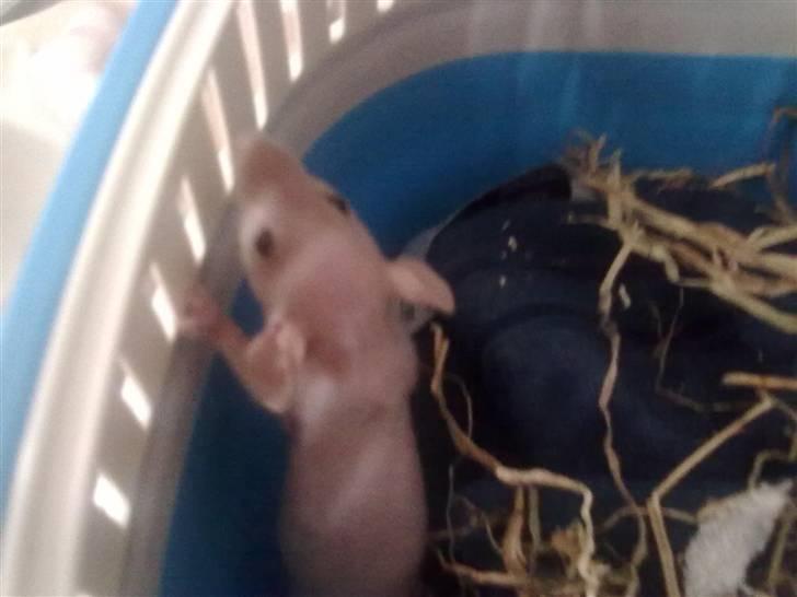 Tamrotte Chuck AKA Batman RIP basse billede 3