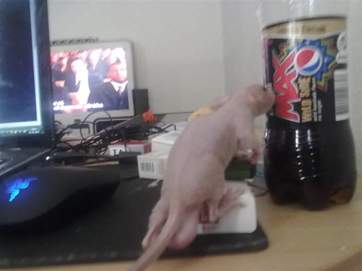 Tamrotte Chuck AKA Batman RIP basse billede 4