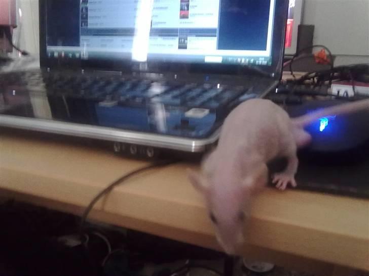 Tamrotte Chuck AKA Batman RIP basse billede 5