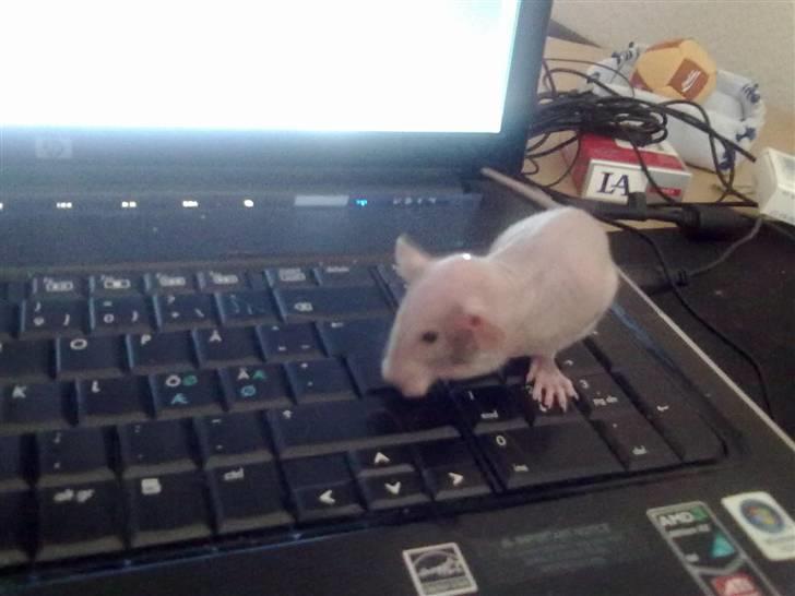 Tamrotte Chuck AKA Batman RIP basse billede 6