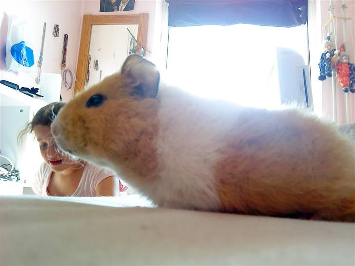 Marsvin Tulle billede 12