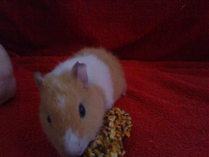 Marsvin Tulle billede 13