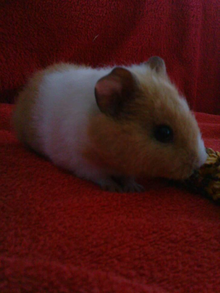 Marsvin Tulle billede 14