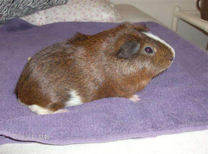 Marsvin King John John Carlos<3 - Han er hvid og lysebrun under maven. Og lidt hvid ned af brystet. billede 4