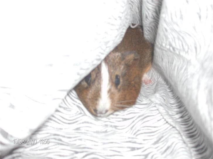 Marsvin King John John Carlos<3 - Han gemmer sig under min hovedpude :) billede 6