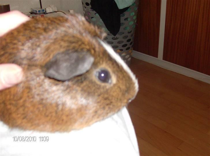 Marsvin King John John Carlos<3 billede 7