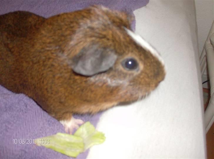 Marsvin King John John Carlos<3 billede 8