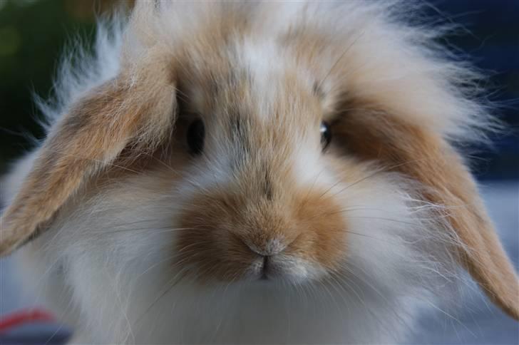 Kanin Winds Asi Liva - Foto: Mig billede 1