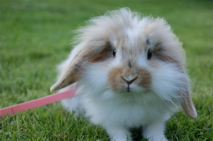 Kanin Winds Asi Liva - Foto: Mig billede 2