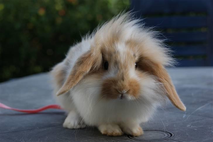 Kanin Winds Asi Liva - Foto: Mig billede 3