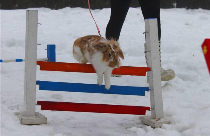 Kanin Winds Asi Liva - Foto: isabella billede 4