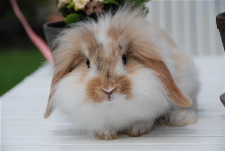 Kanin Winds Asi Liva - Foto: Celine m billede 5