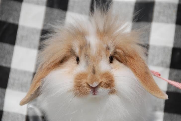 Kanin Winds Asi Liva - Foto: Celine m billede 6