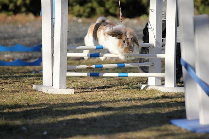 Kanin Winds Asi Liva - Foto: Sofie N billede 7