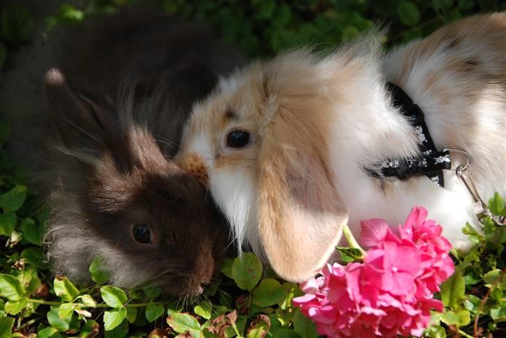 Kanin Winds Asi Liva - Foto: Celine m billede 8