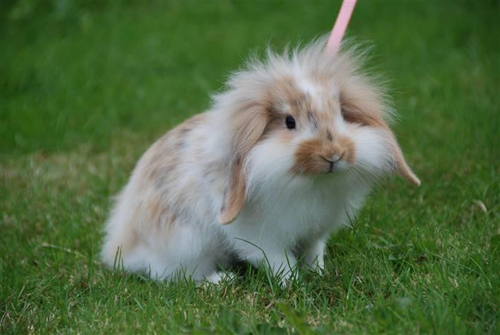 Kanin Winds Asi Liva - Foto: Celine m billede 9