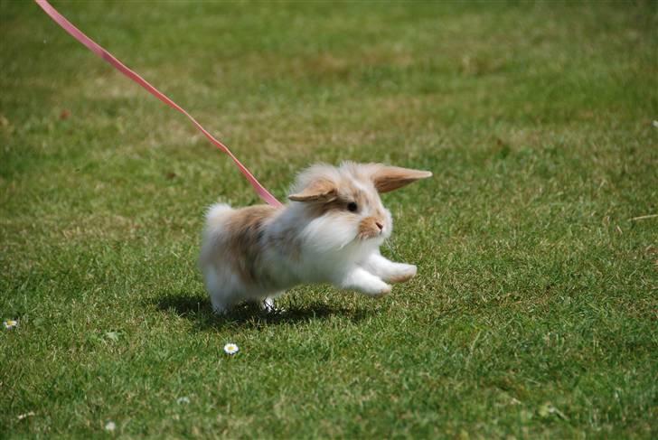 Kanin Winds Asi Liva - Foto: Celine m billede 10