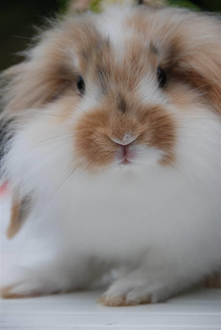 Kanin Winds Asi Liva - Foto: Celine m billede 11