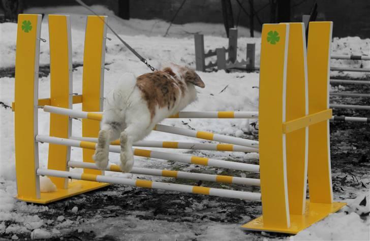 Kanin Winds Asi Liva - Foto: isabella billede 12