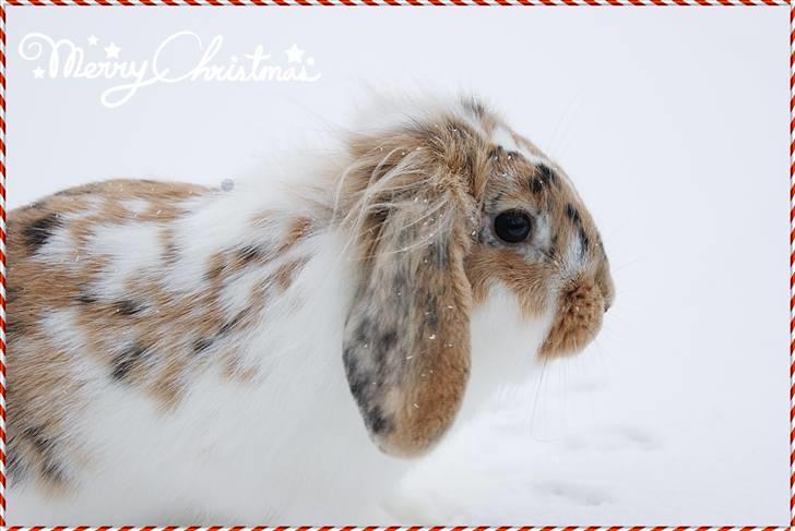 Kanin Winds Asi Liva - Foto: Mig billede 13