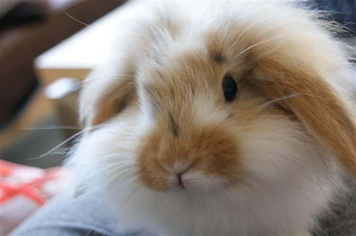 Kanin Winds Asi Liva - Foto: Mig billede 14