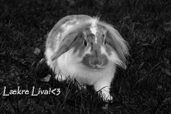 Kanin Winds Asi Liva - Foto: Celine m billede 15