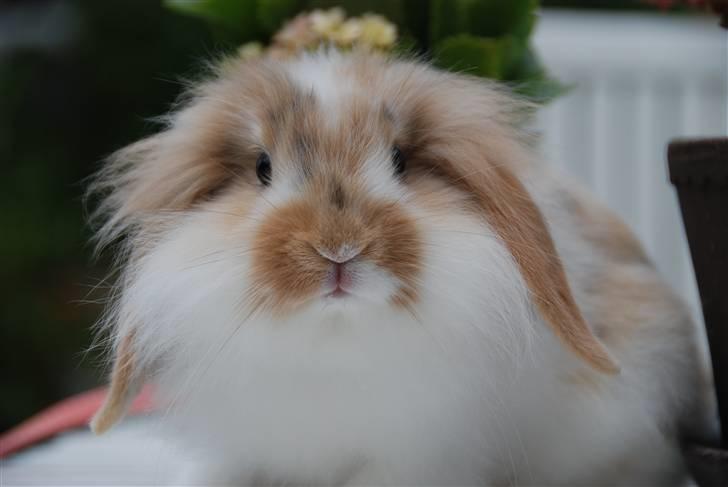 Kanin Winds Asi Liva - Foto: Celine m billede 16