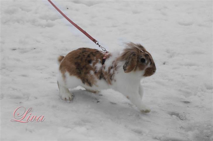 Kanin Winds Asi Liva - Foto: isabella billede 17