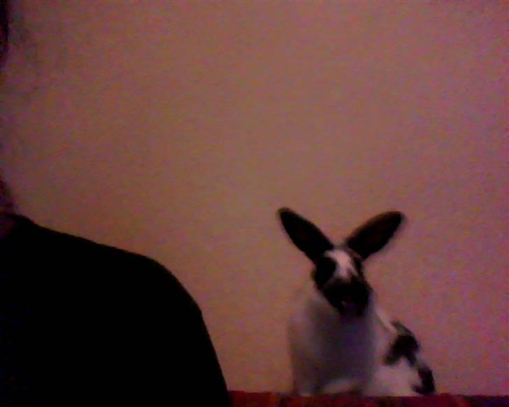 Kanin Jumper *solgt* billede 8