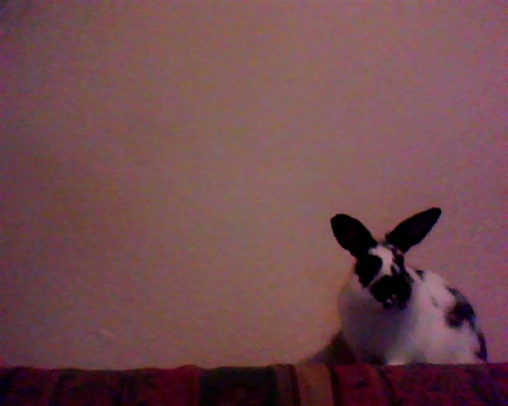 Kanin Jumper *solgt* billede 9