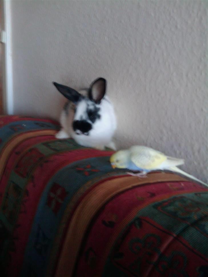 Kanin Jumper *solgt* billede 10