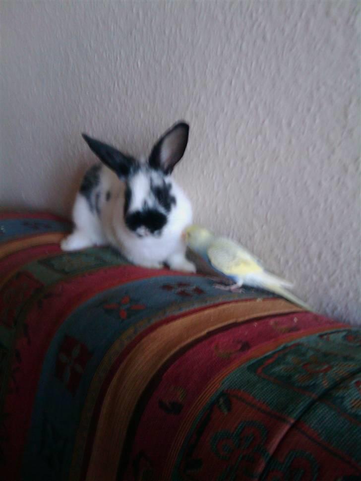 Kanin Jumper *solgt* billede 11