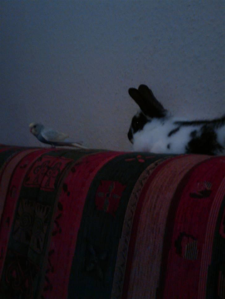 Kanin Jumper *solgt* billede 12