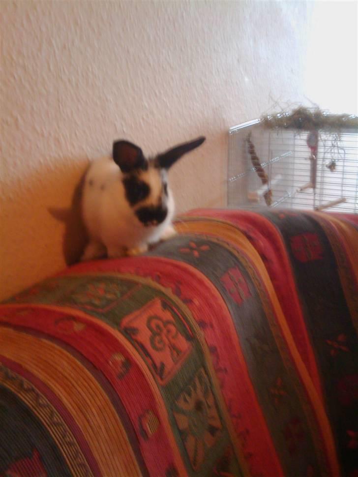 Kanin Jumper *solgt* billede 13