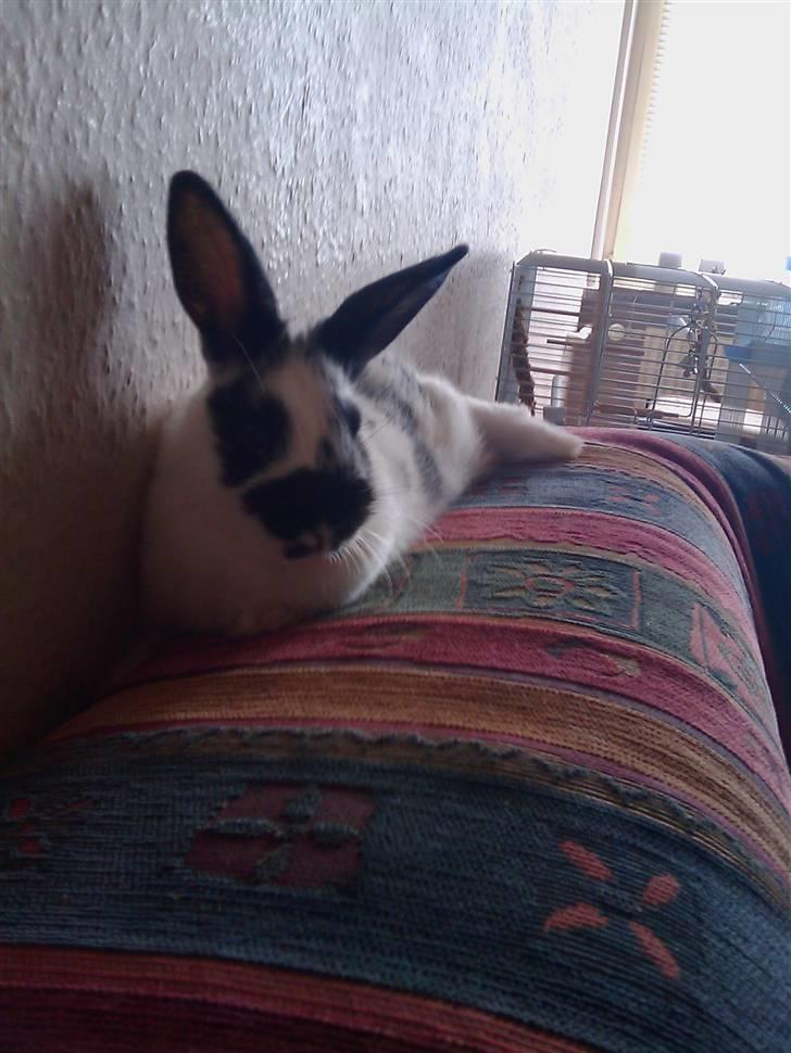 Kanin Jumper *solgt* billede 14