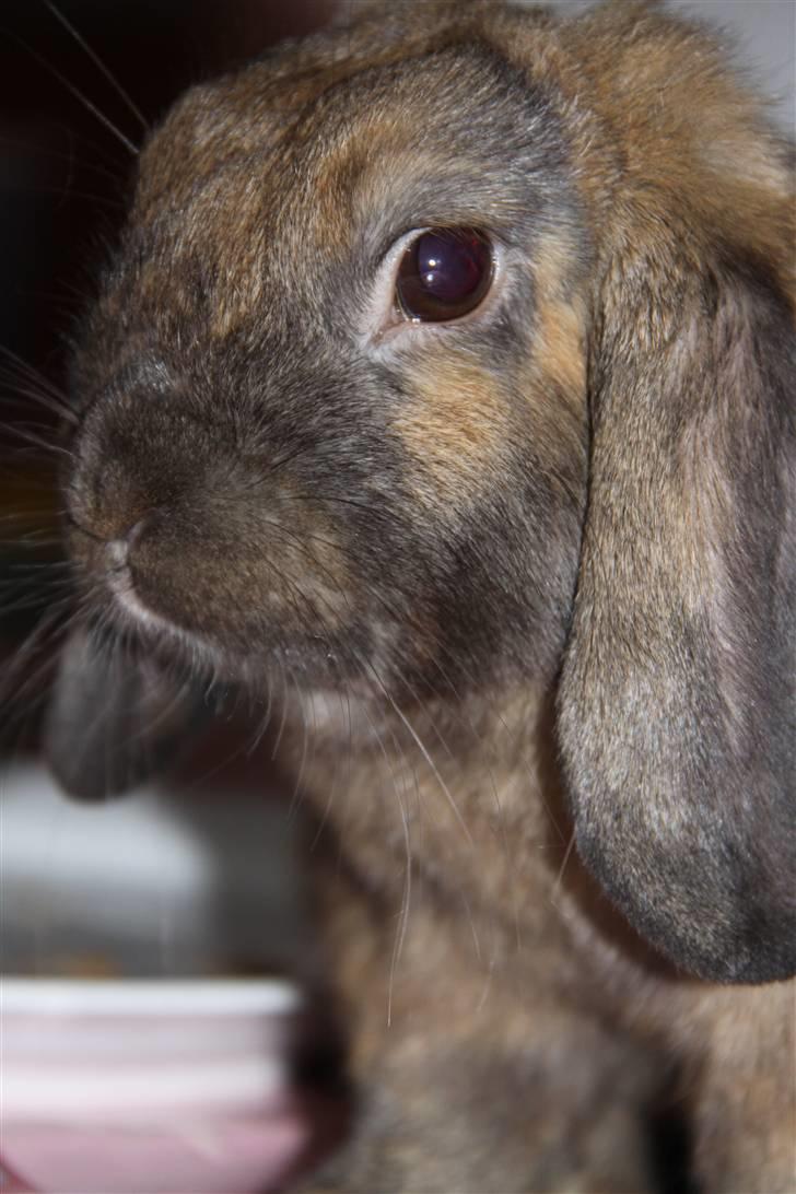 Kanin Ludvig R.I.P billede 7
