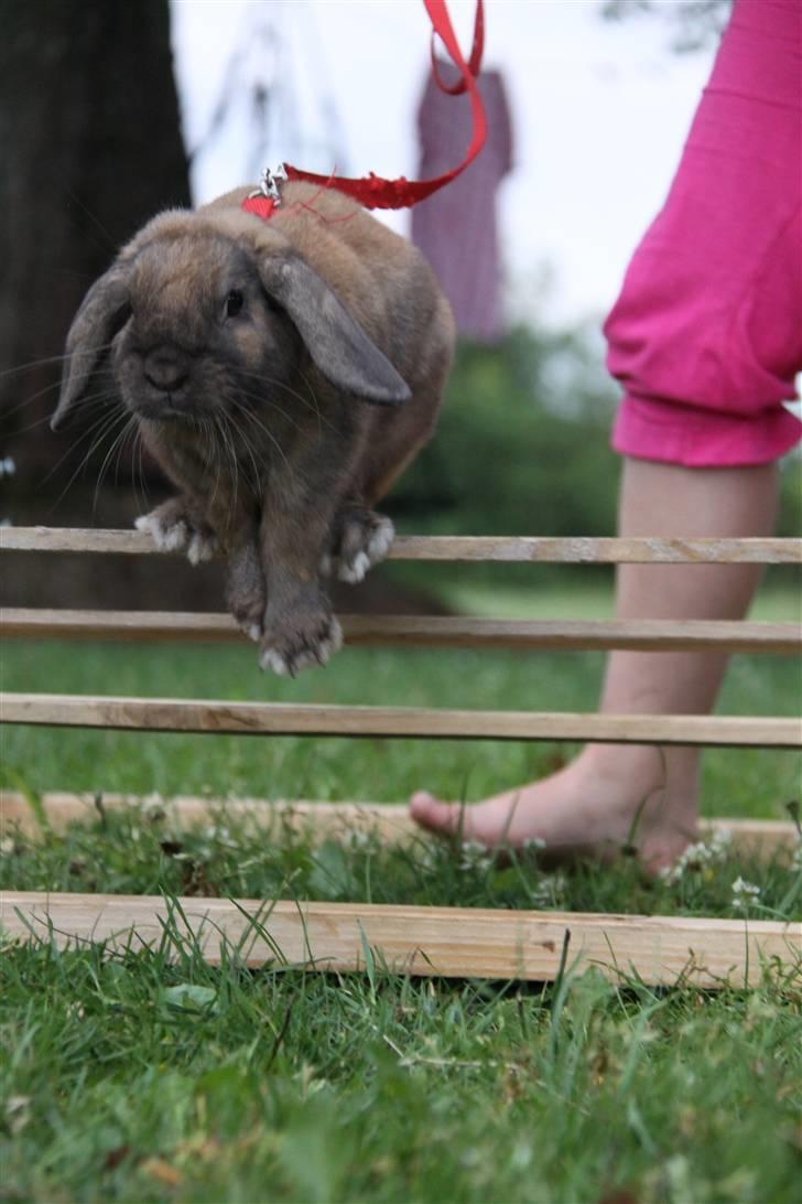 Kanin Ludvig R.I.P billede 8