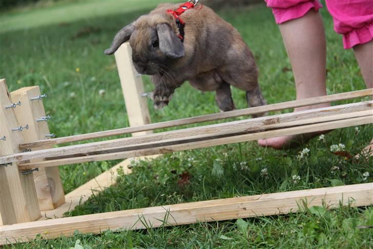 Kanin Ludvig R.I.P billede 9