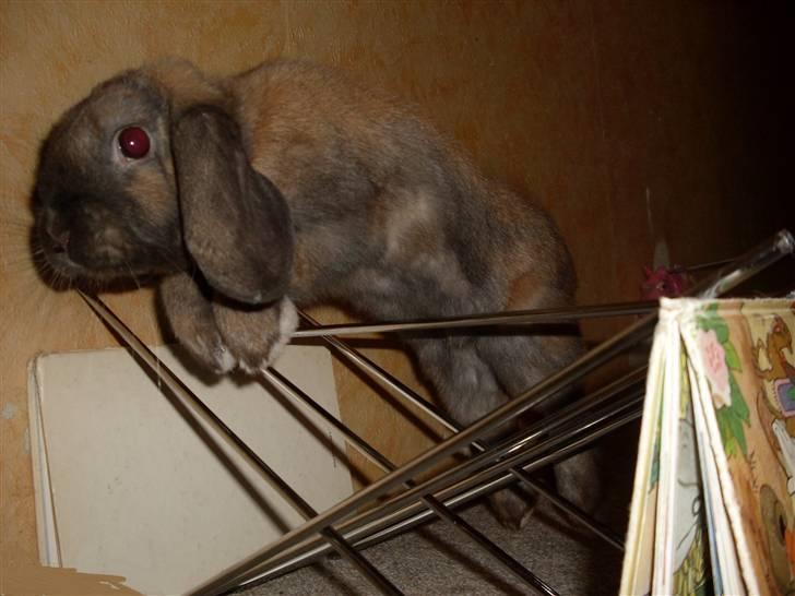 Kanin Ludvig R.I.P billede 10