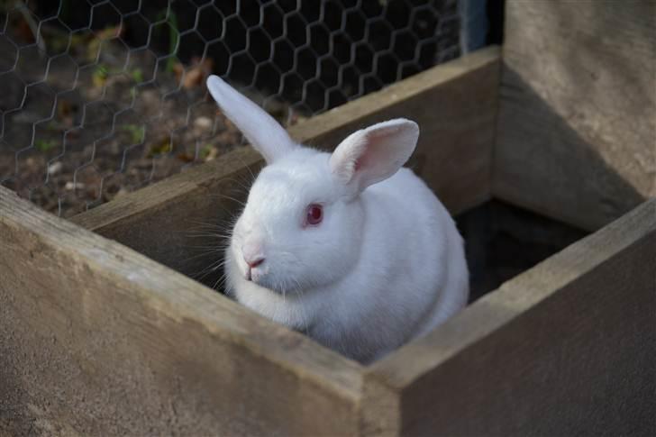 Kanin Snehvide<3 - 6* billede 7