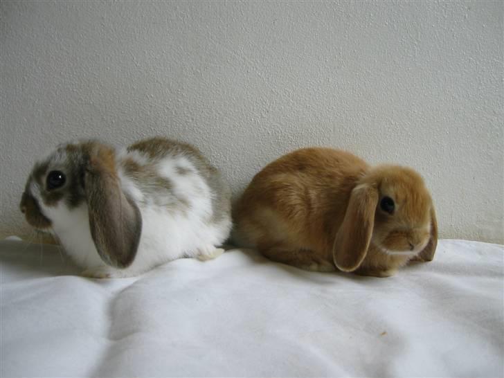 Kanin Stampe billede 5