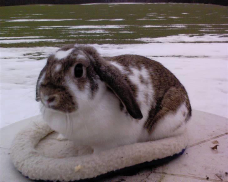 Kanin Stampe - Stampe i sneen :) billede 6