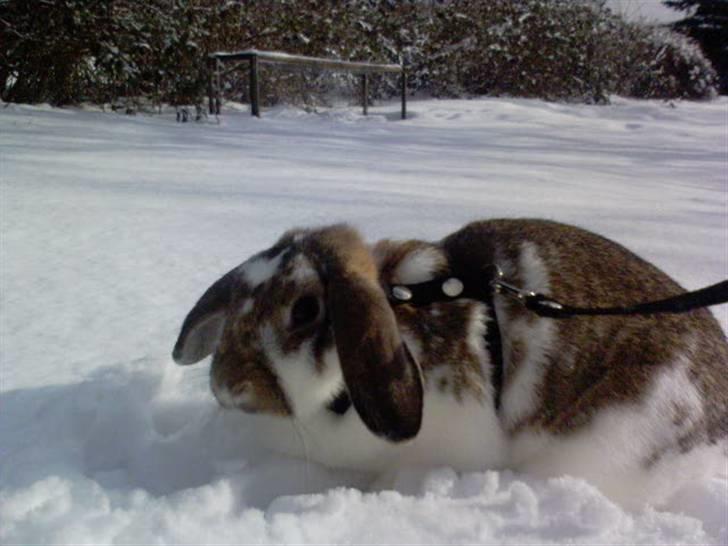 Kanin Stampe - På gåtur i sneen :) billede 7